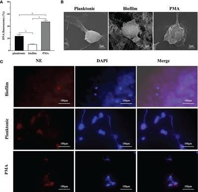 Reverse effects of Streptococcus mutans physiological states on neutrophil extracellular traps formation as a strategy to escape neutrophil killing